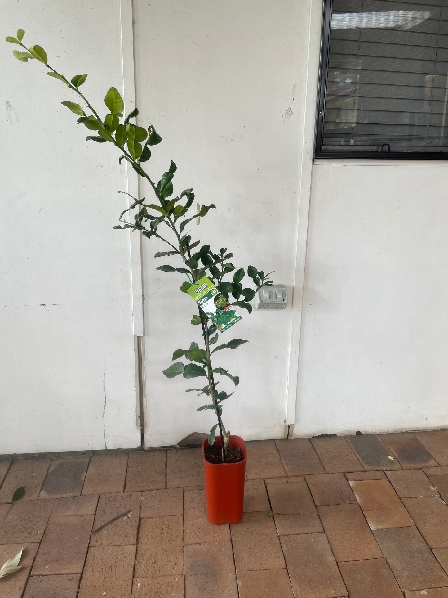 Dwarf Kaffir Lime(citrus)
