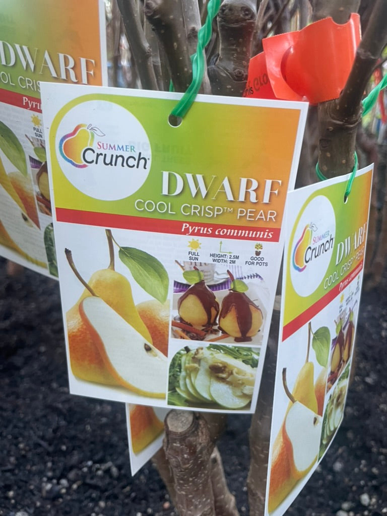 Dwarf Cool crisp pear (Bare rooted)