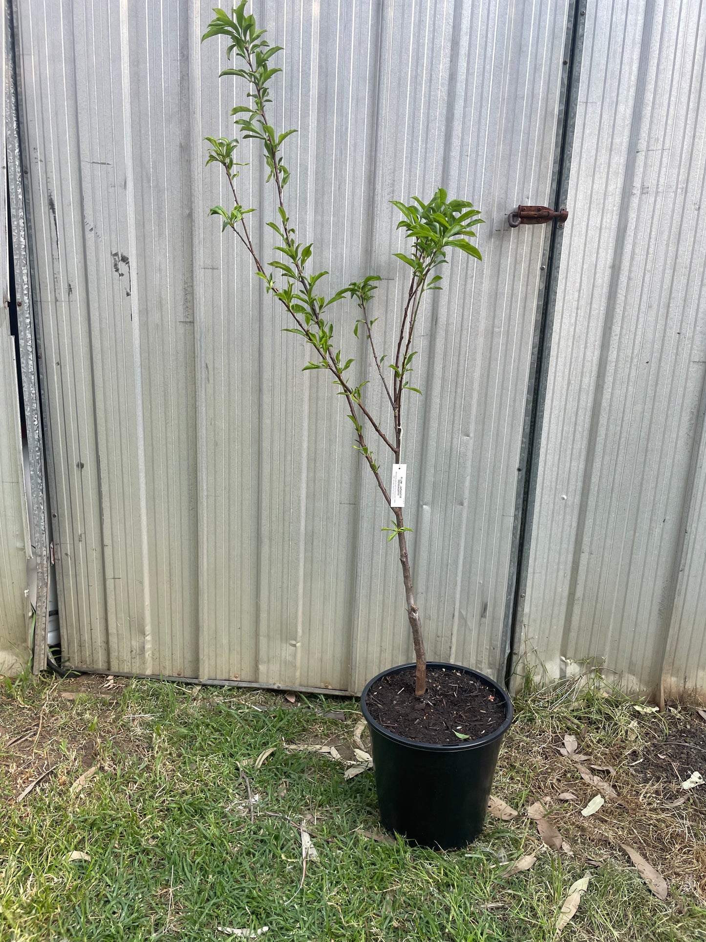 Plum Donsworth