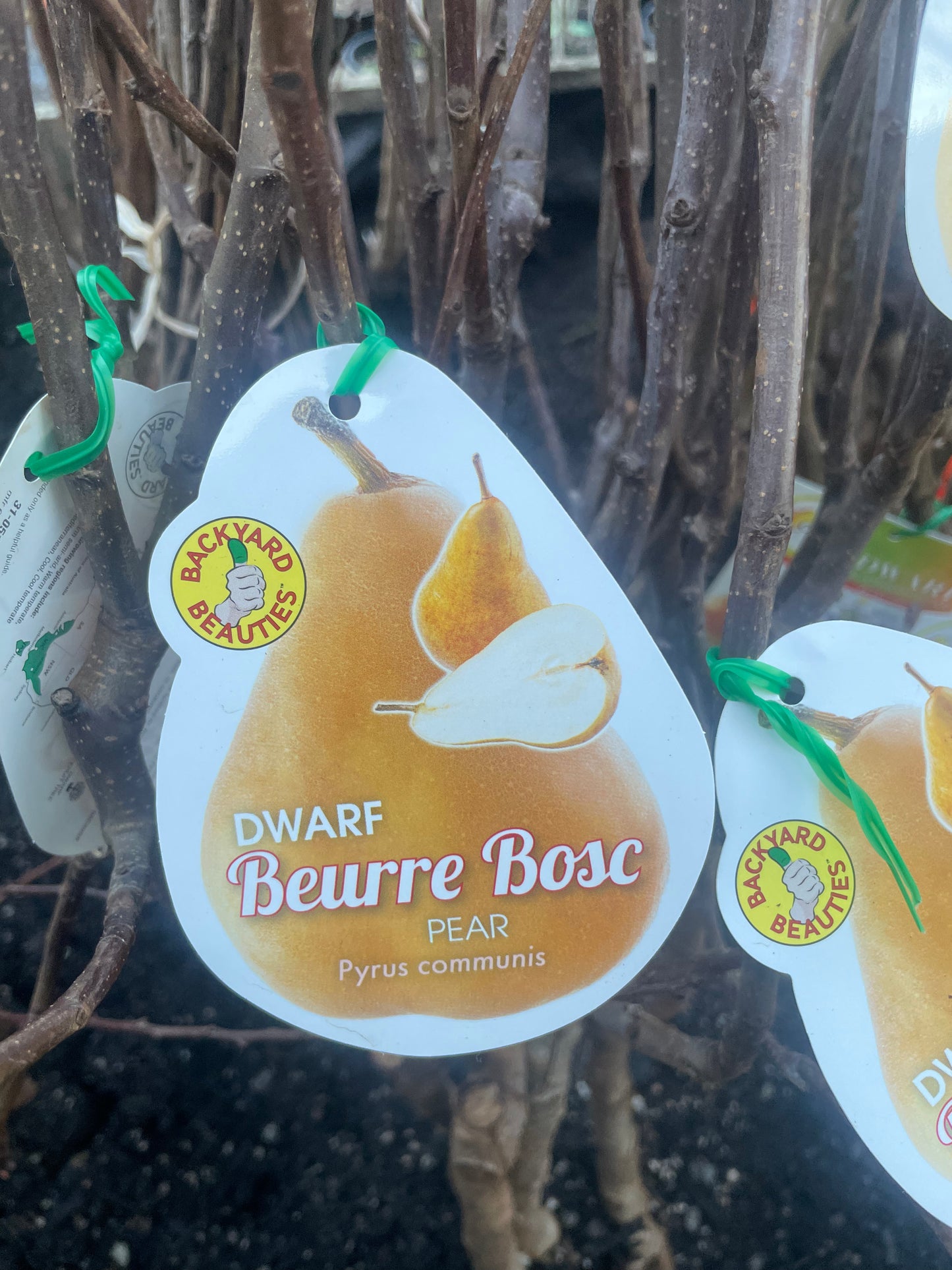 Dwarf pear Beurre Bosc (Bare rooted)