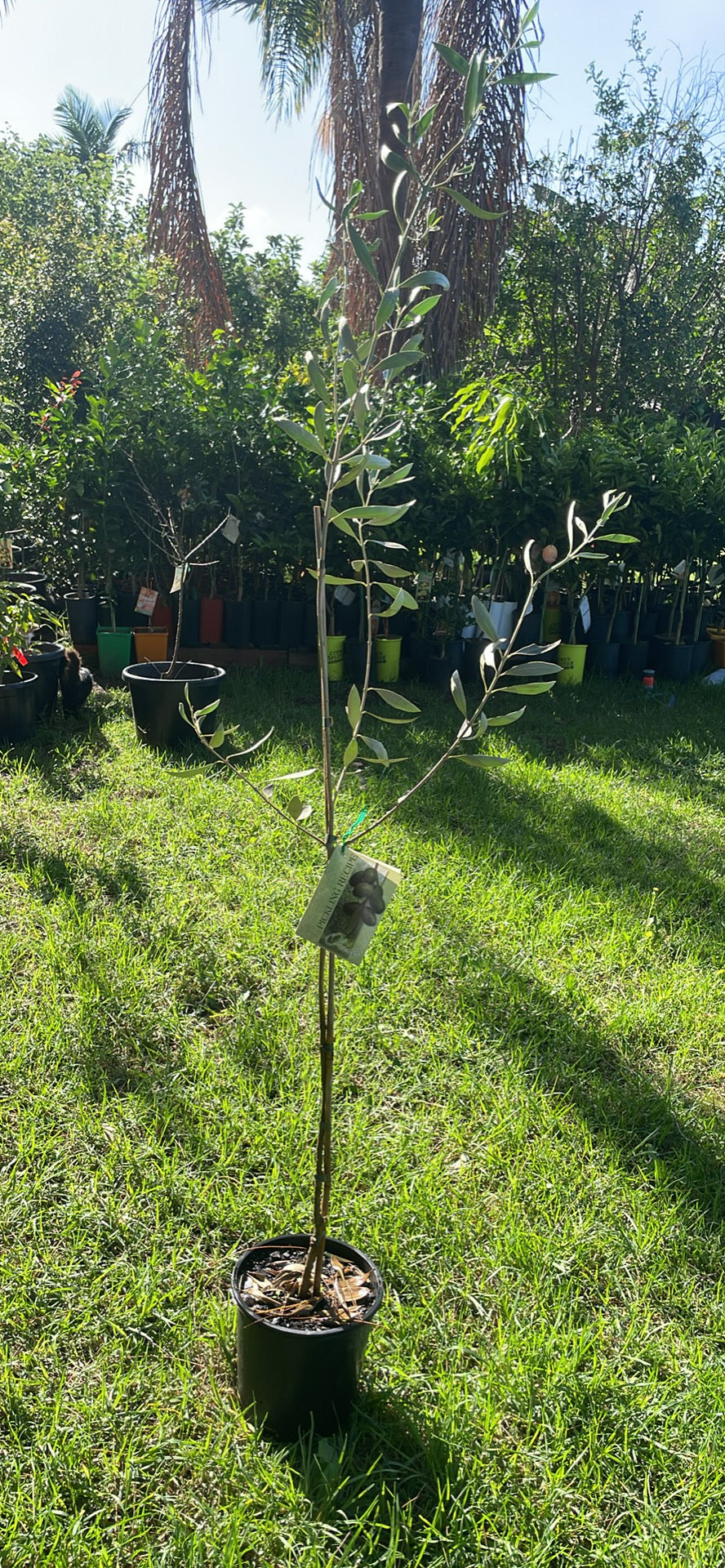 Grafted Kalamata olive tree