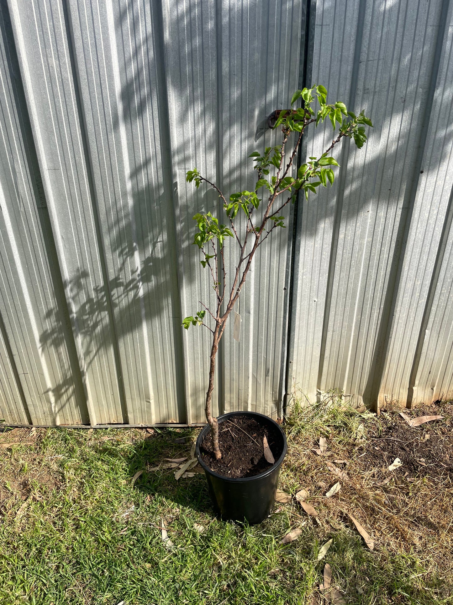 Apricot Moorpark