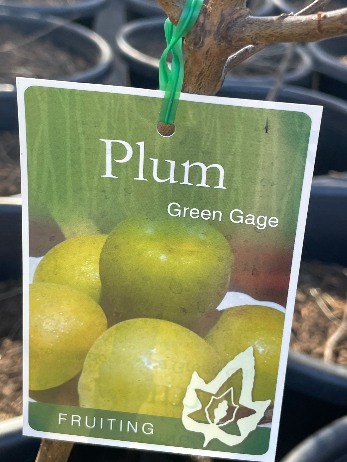 Plum Green gage(stone fruit)