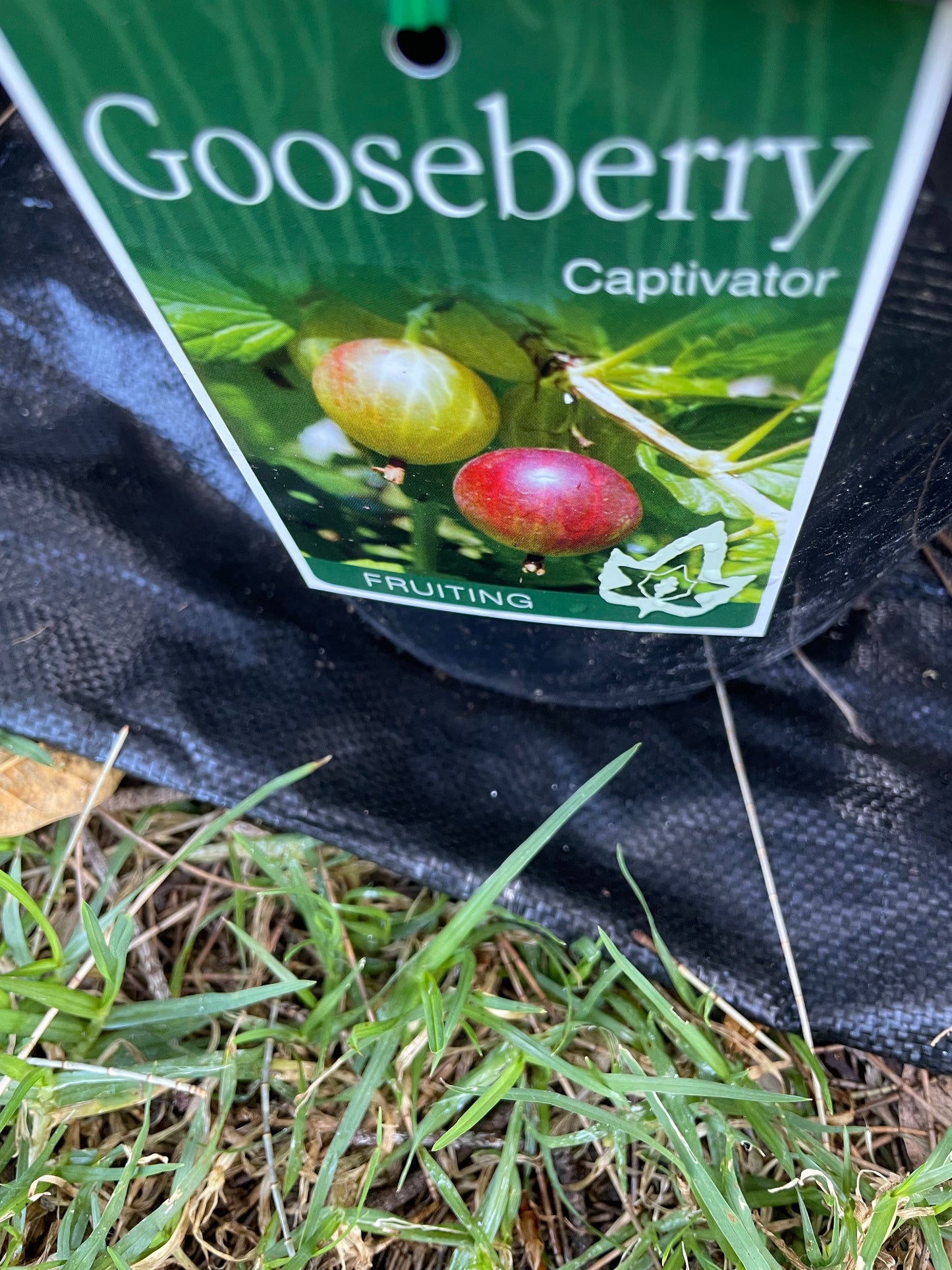 Gooseberry Captivator (berry)