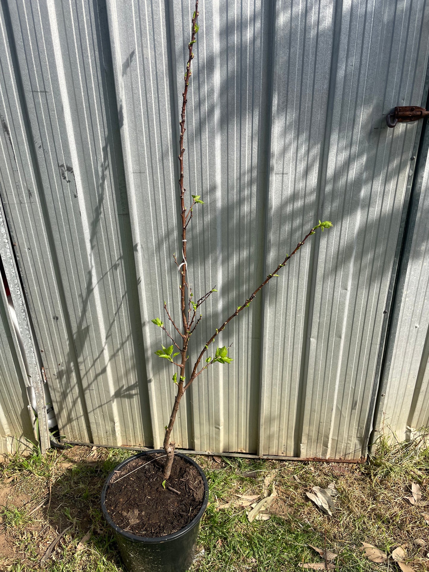 Apricot Tilton