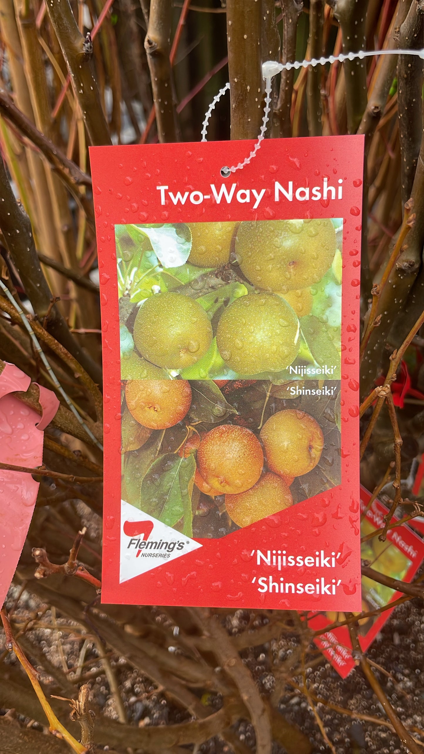 Nashi pear 2 way Nijisseiki / Shinseiki (Bare rooted)