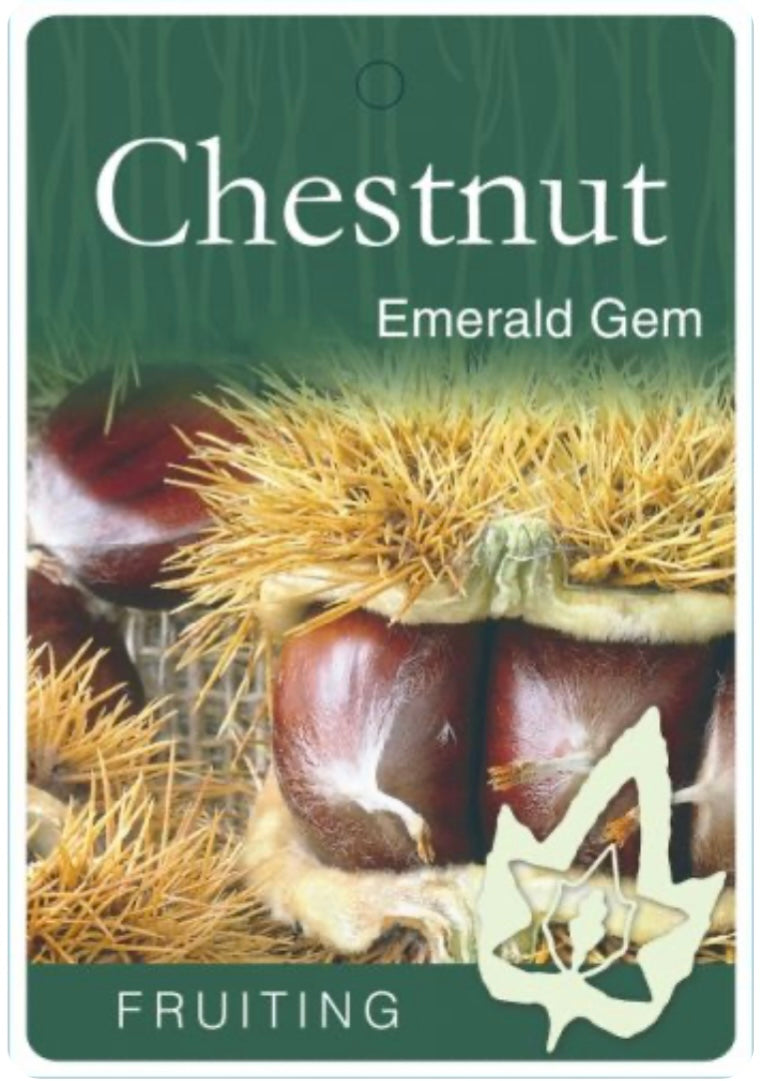 Grafted Chestnut Emerald Gem