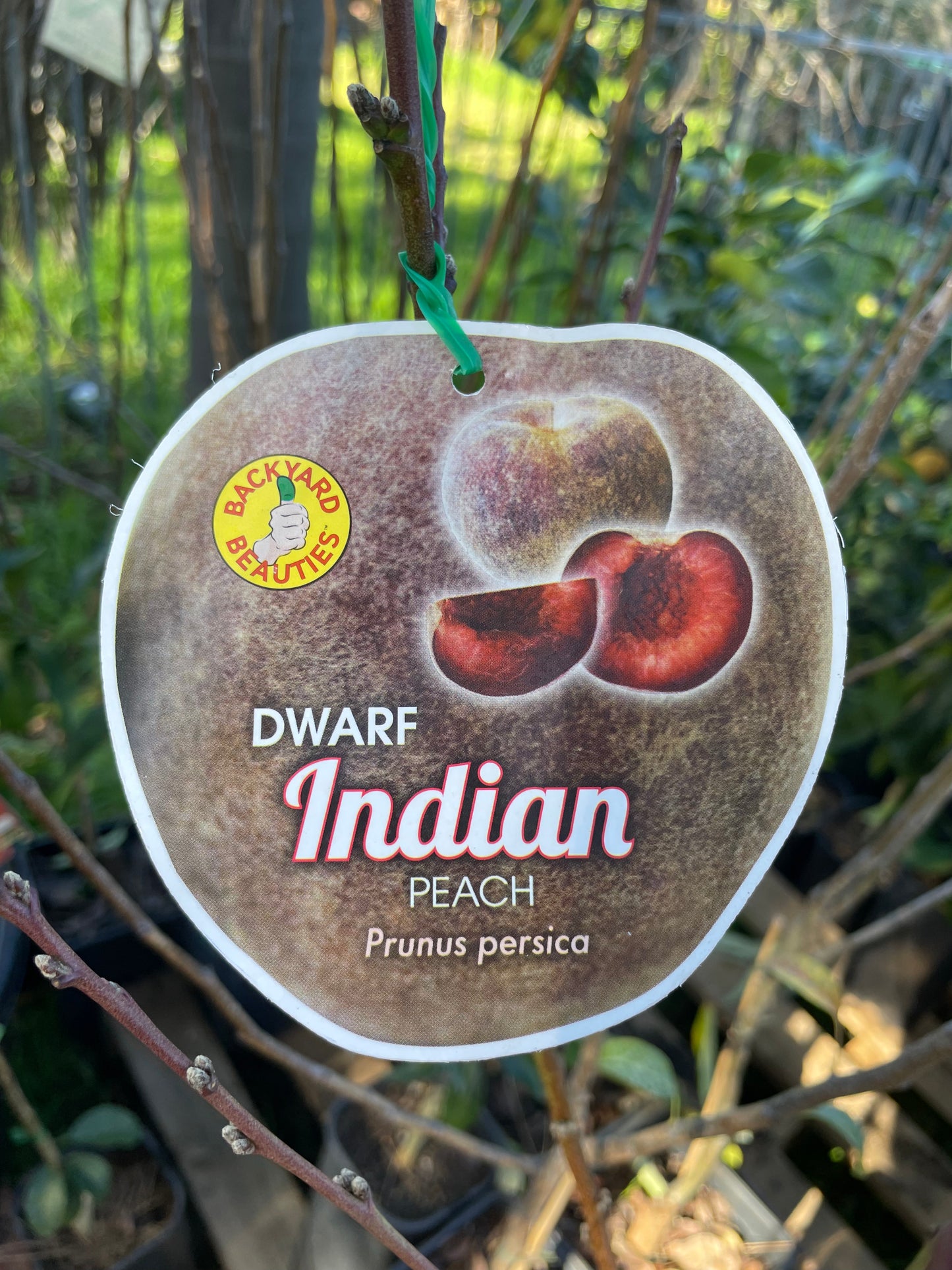 Dwarf Indian peach (stone fruit) 