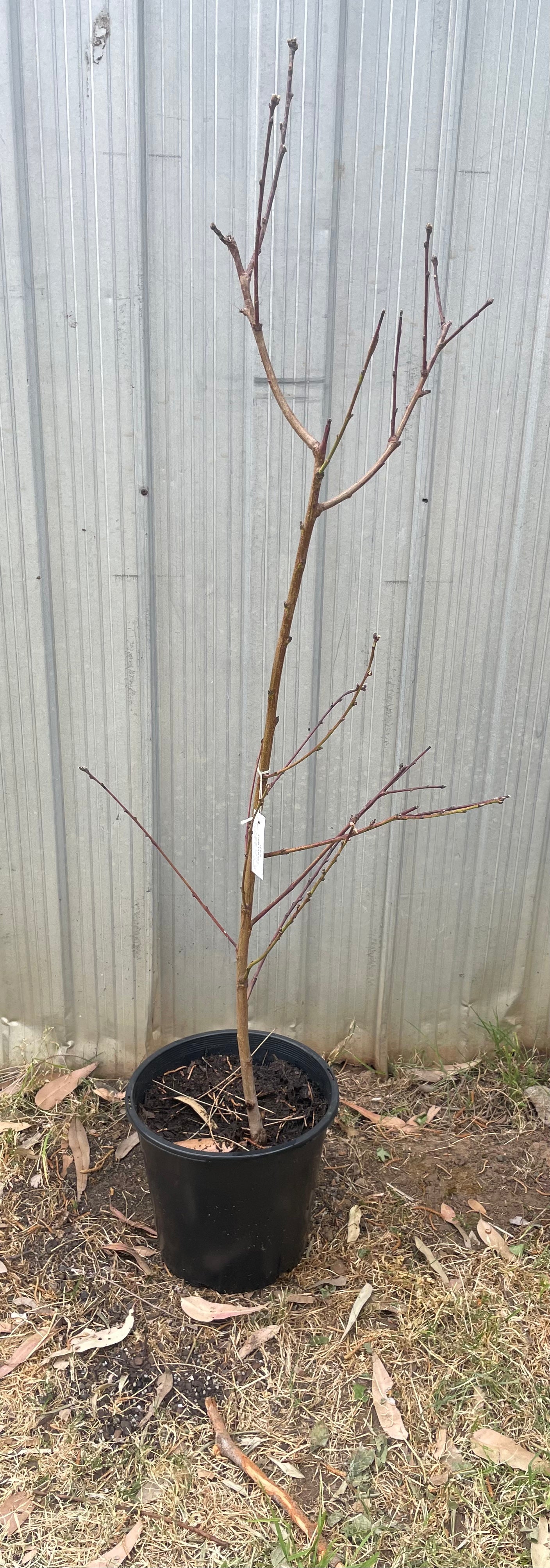 Stark Earliglo peach