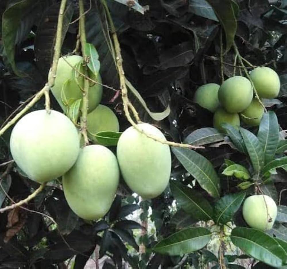 Chandrakaran Mango trees 4L (tropical trees)