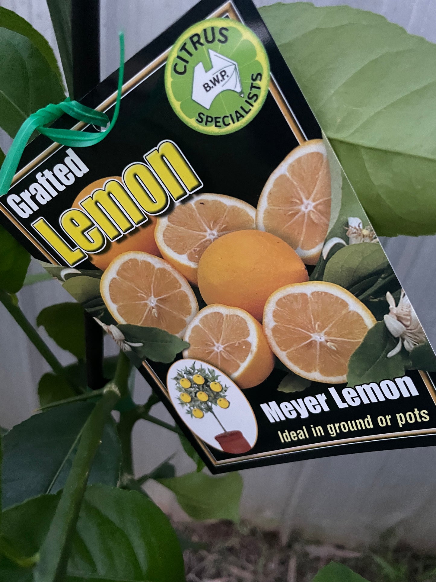 Myer lemon (citrus)