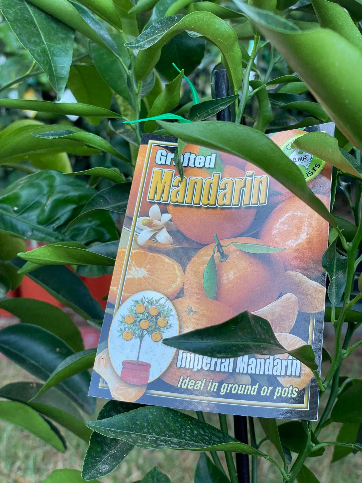 Imperial Mandarins (citrus)