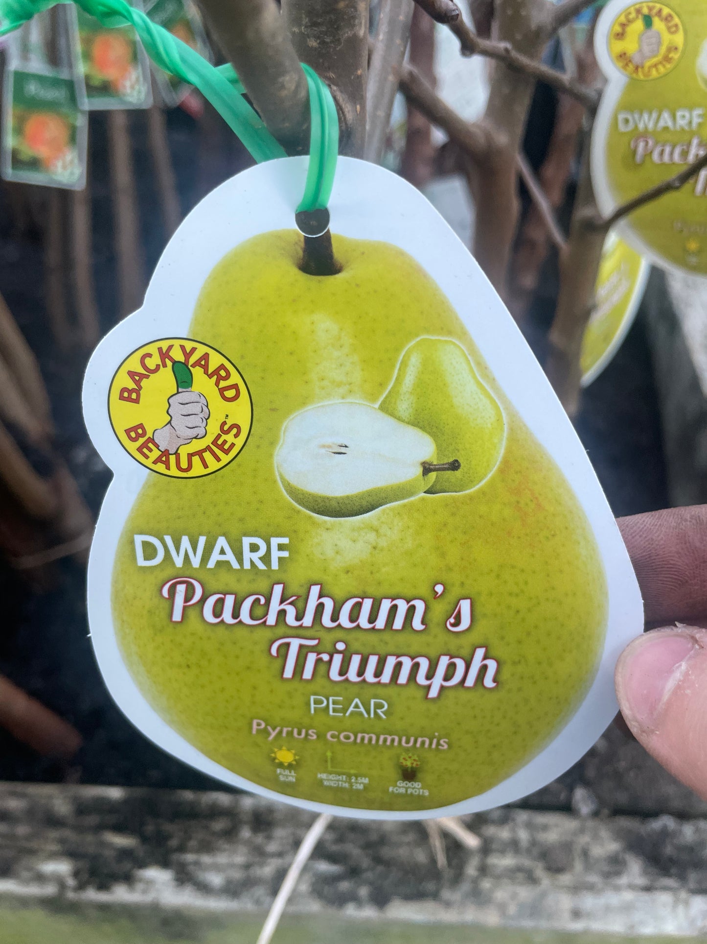 Dwarf Packam's Trumph Pear (Bare rooted)
