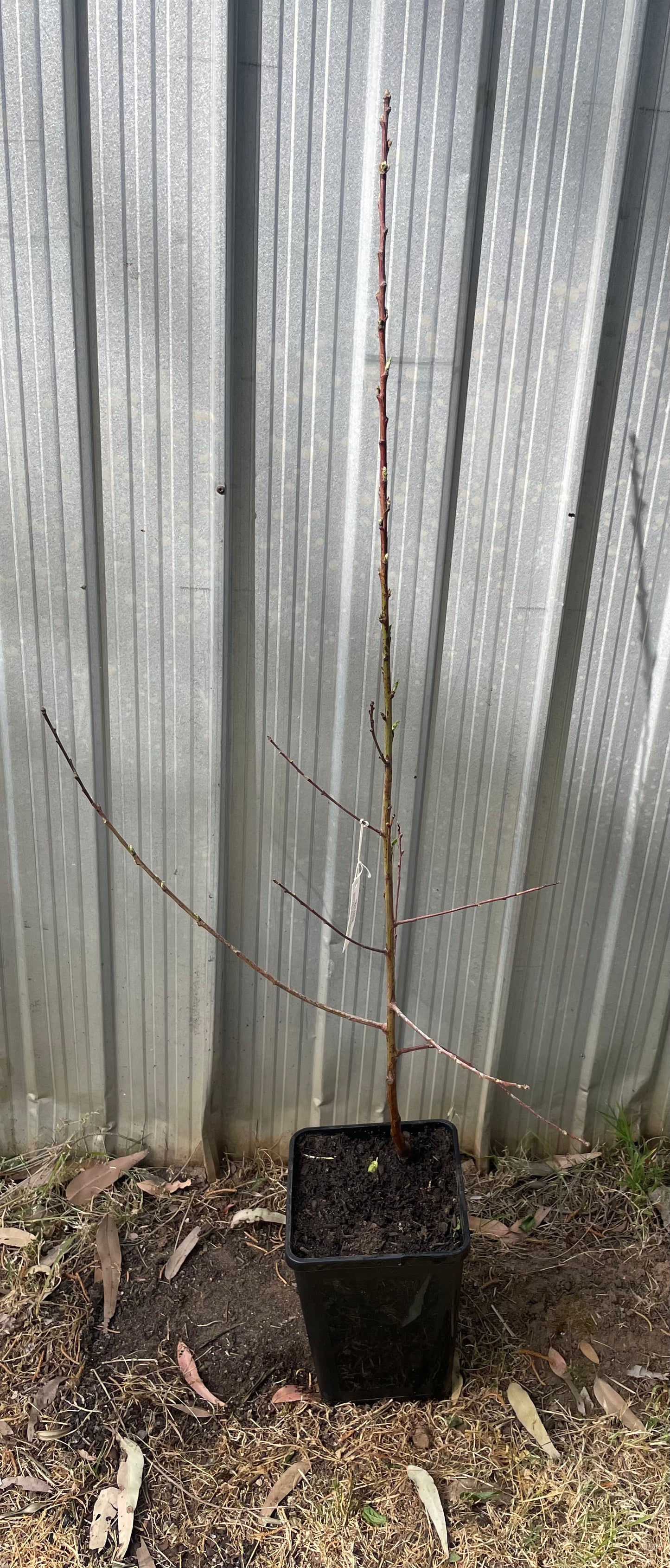 Tatura 204 Peach