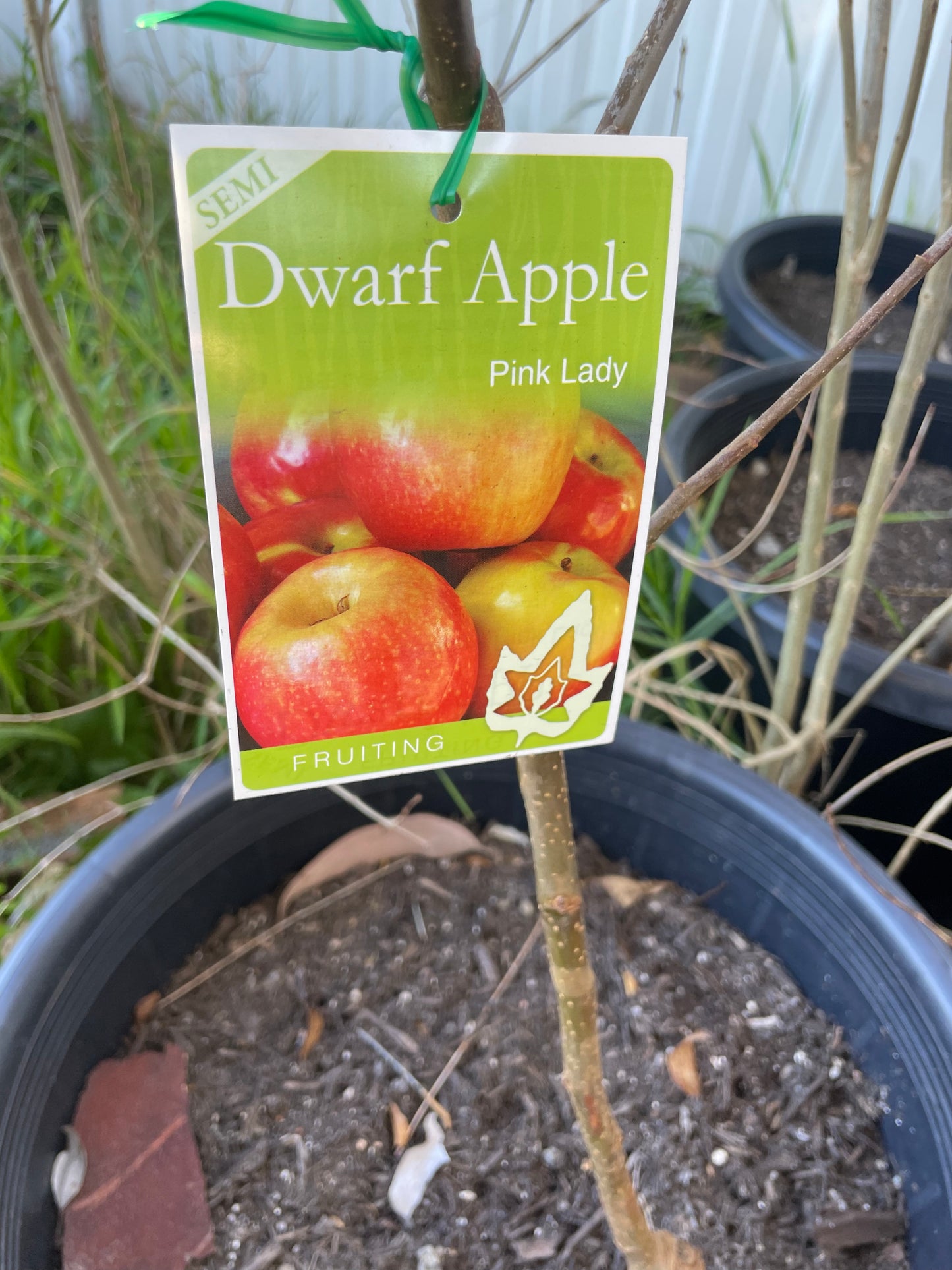 Semi Dwarf Apple pink Lady(stone fruit)