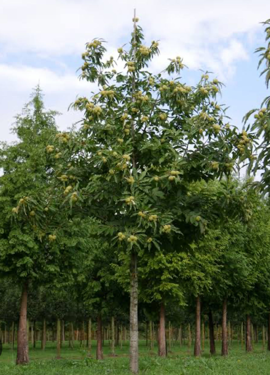 Chestnut red Spanish ( Bare-Rooted)