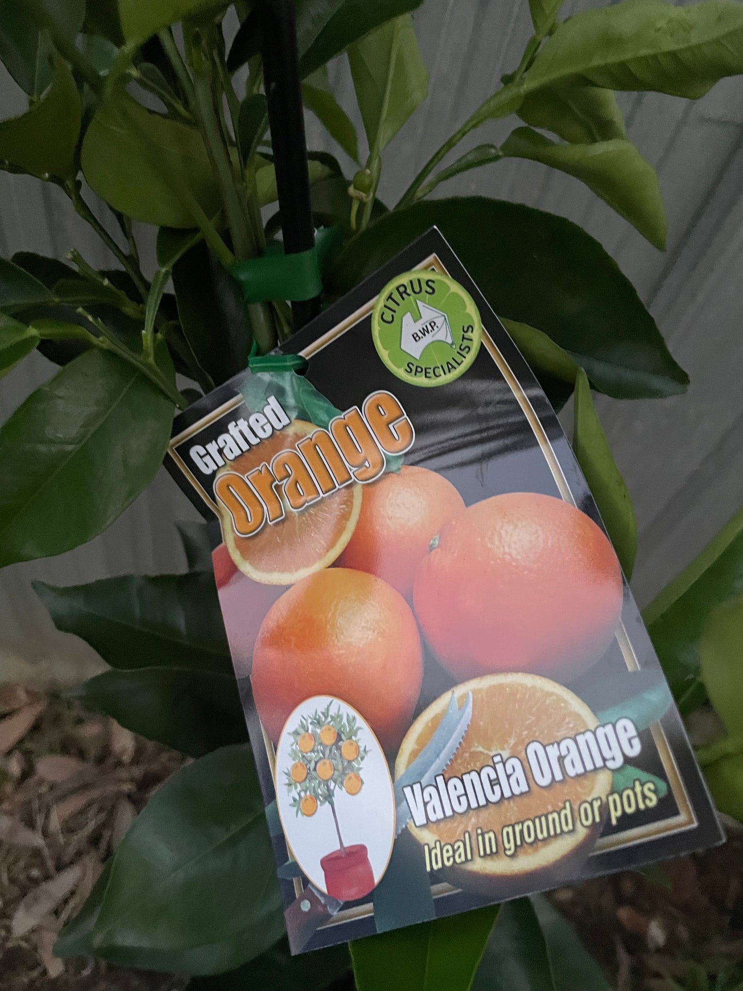 Valencia Oranges(citrus)