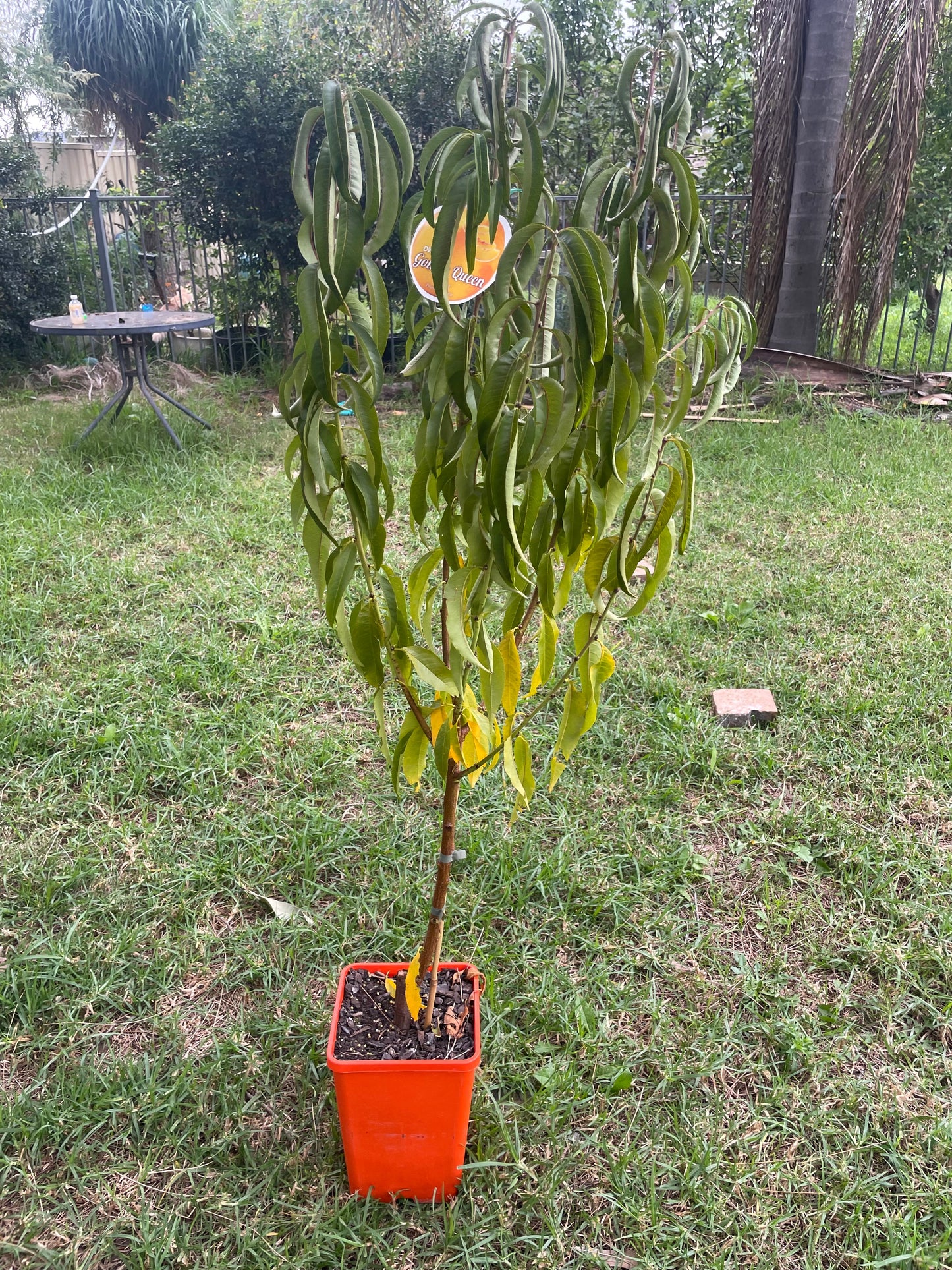 Dwarf peach Golden Queen (stone fruit)