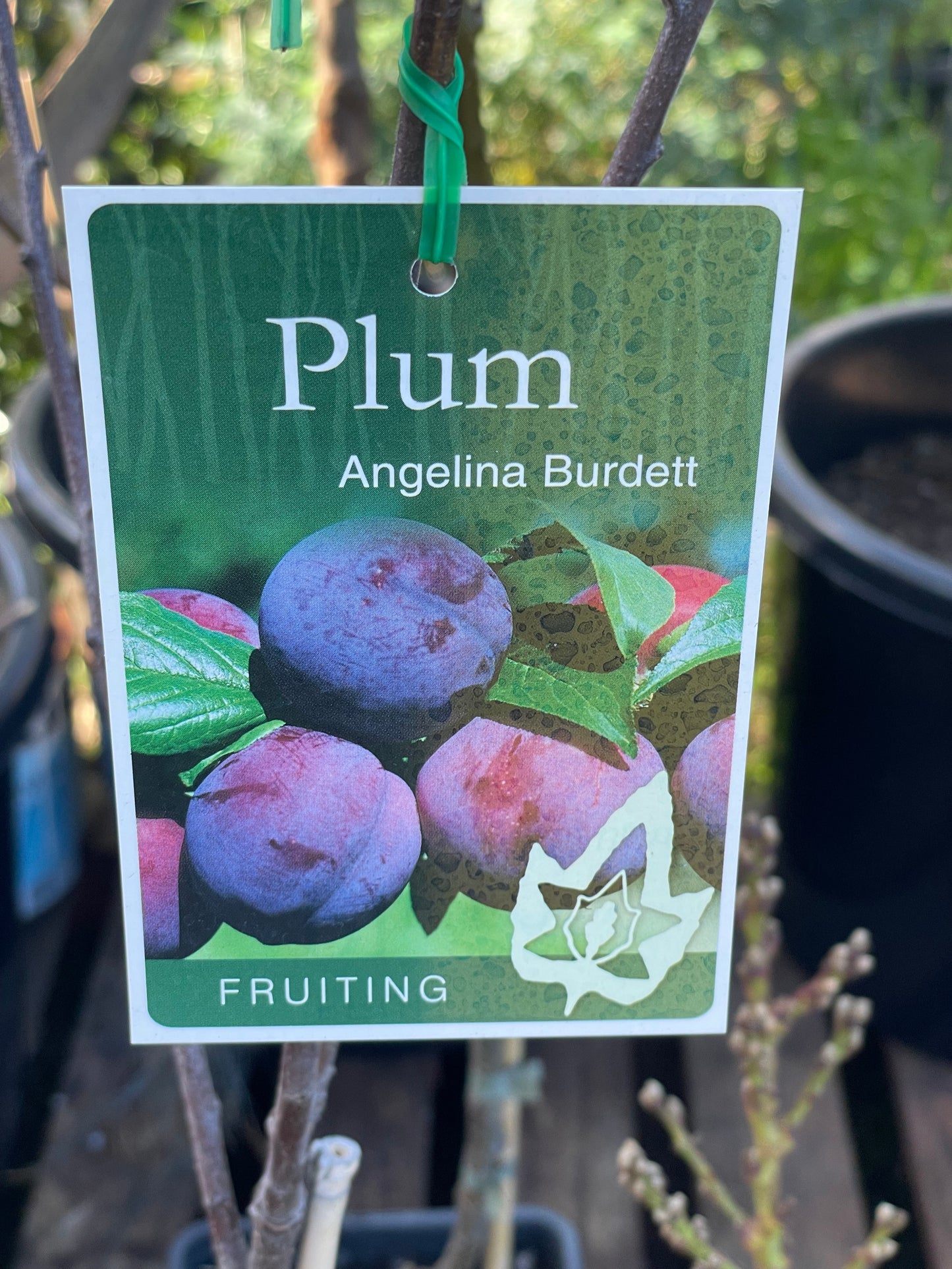 Plum Angelina Burdett