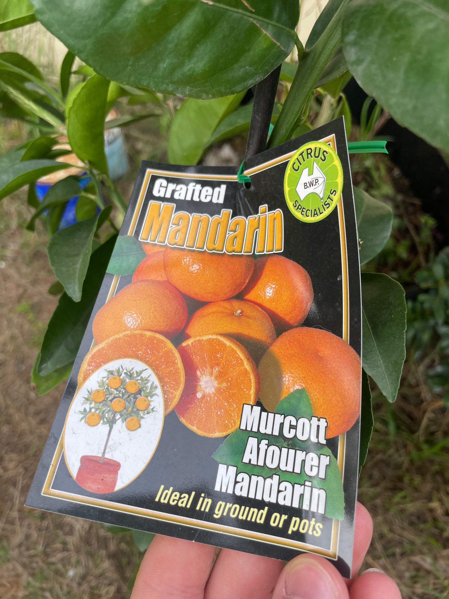 Murcott Afourer Mandarins (citrus)