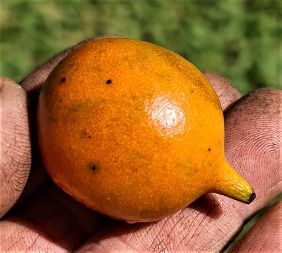 Garcinia Gardneriana