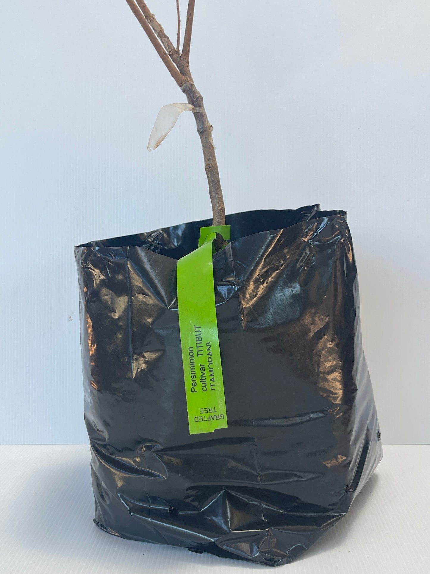 Persimmon Cultivar Titibut Tamopan