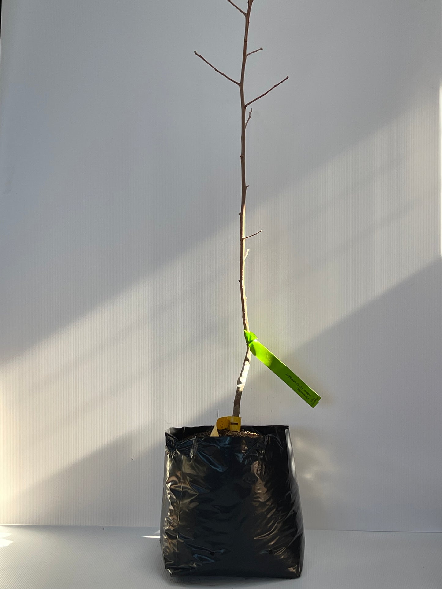 Persimmon cultivar Fuyu Upright