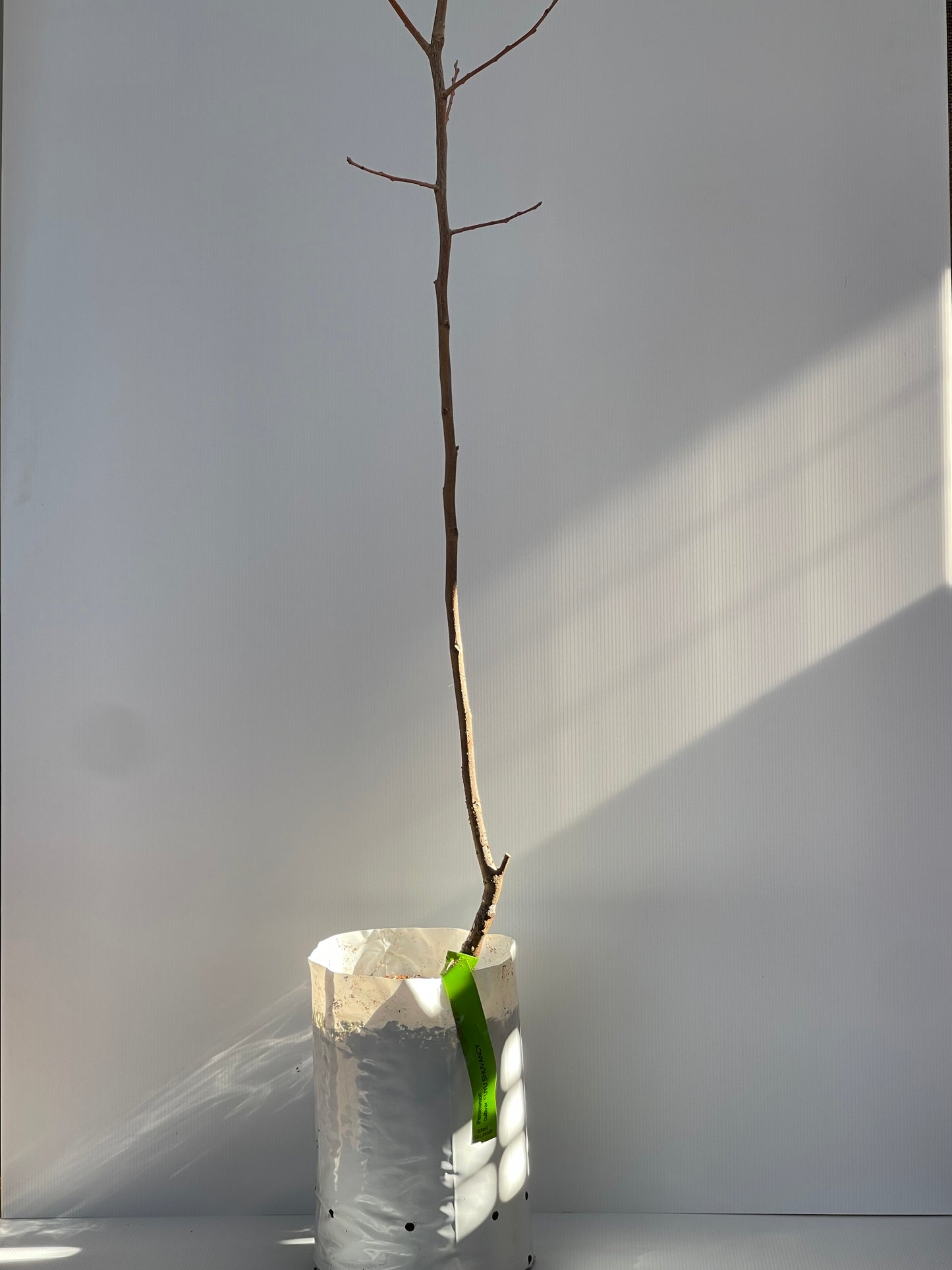 Persimmon cultivar Fuyu Shuvancy
