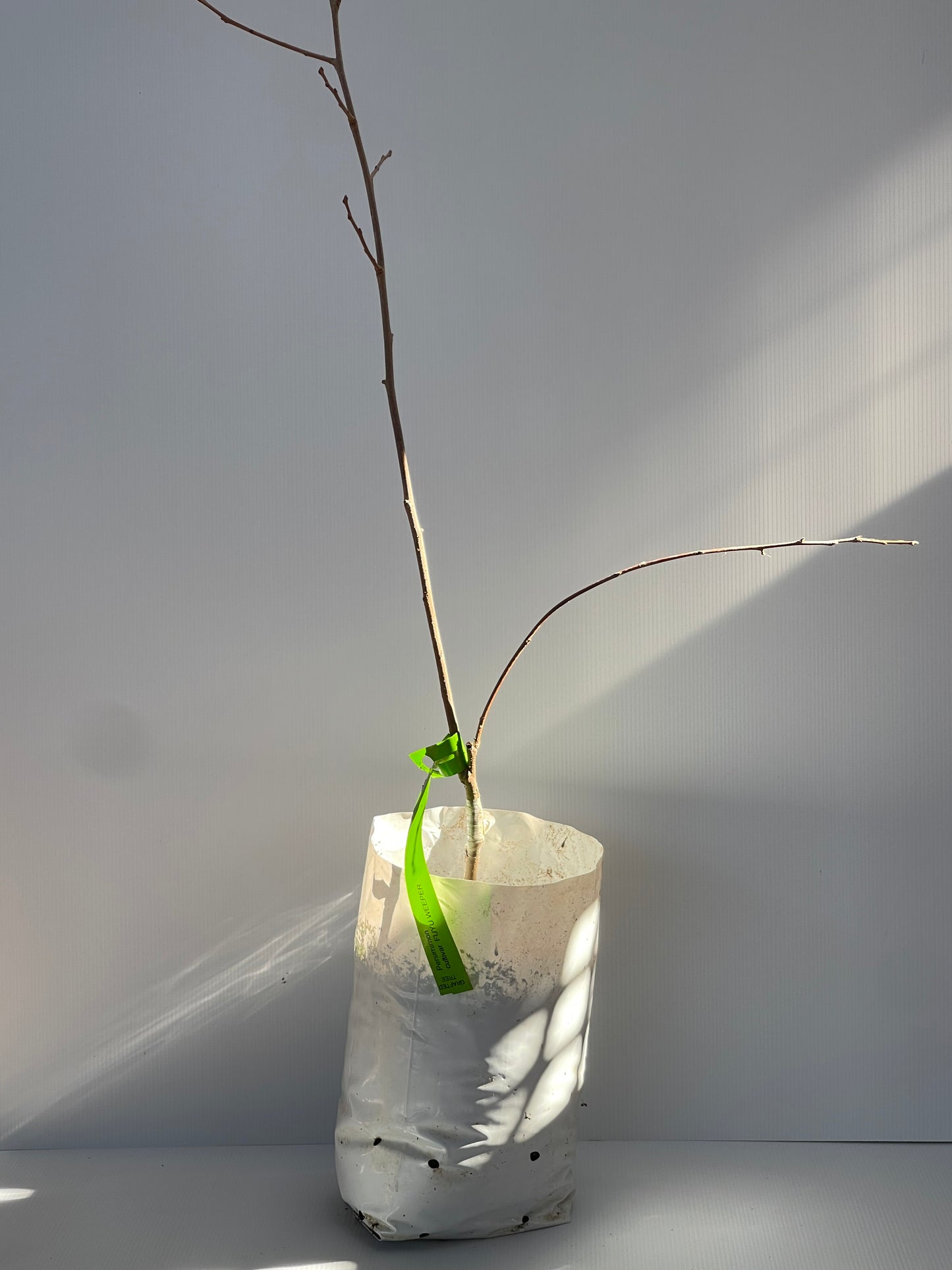 Persimmon Fuyu Weeper