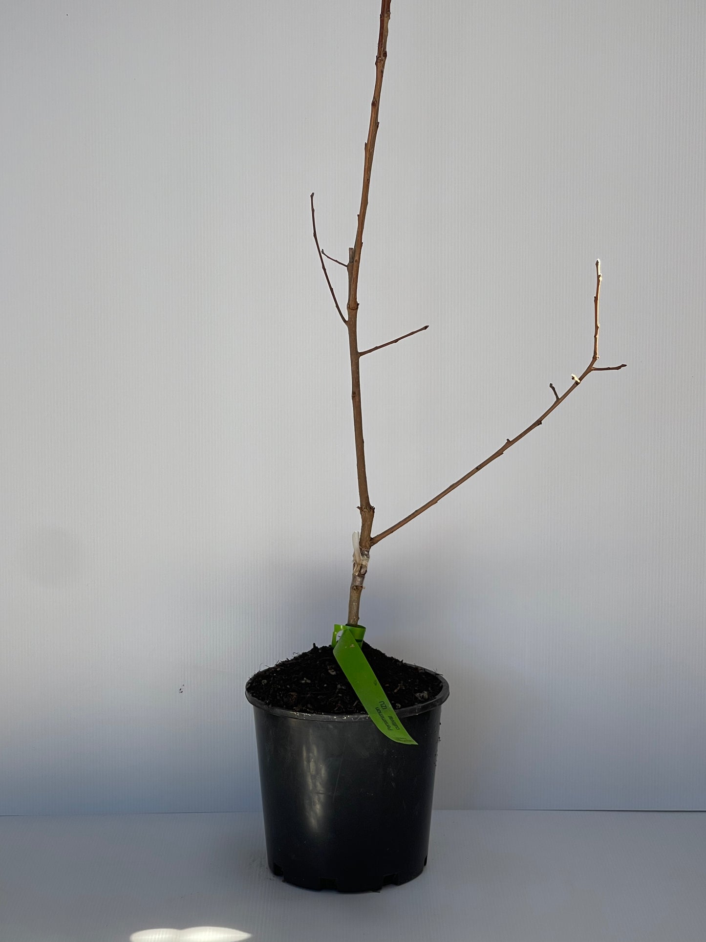 Persimmon Cultivar Izu