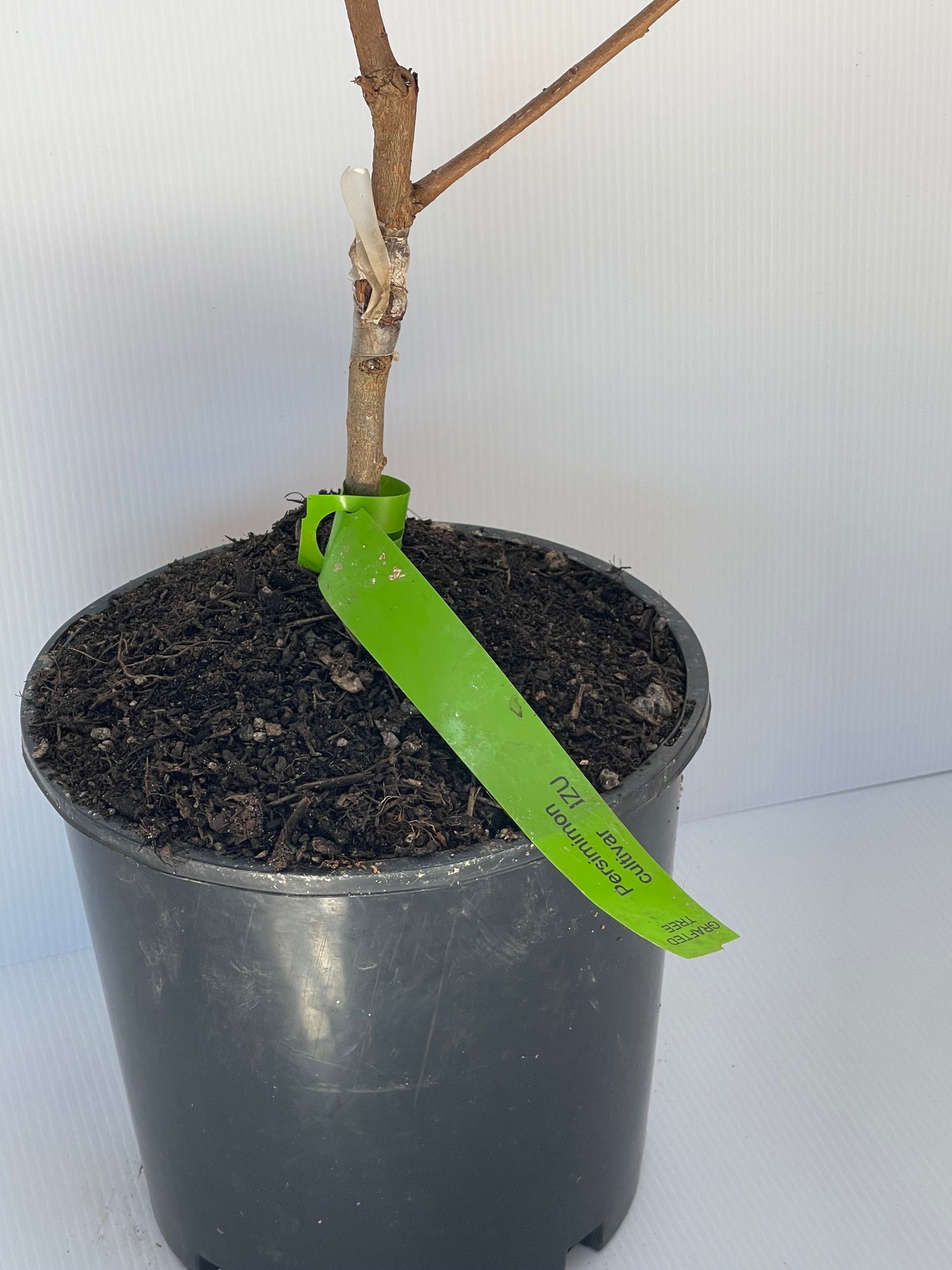Persimmon Cultivar Izu