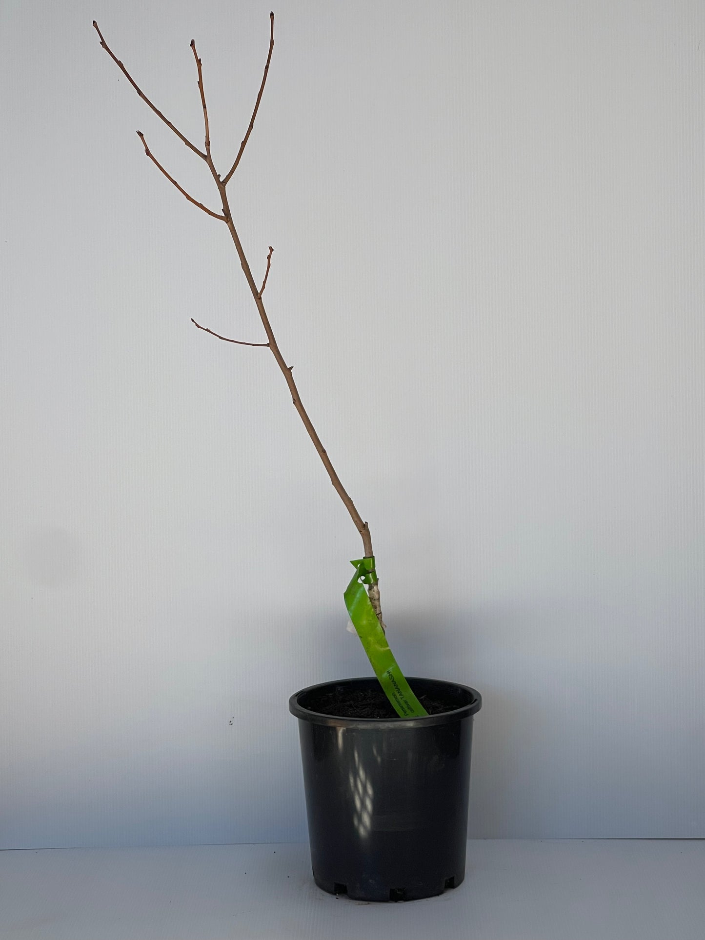 Persimmon Cultivar Tananashi