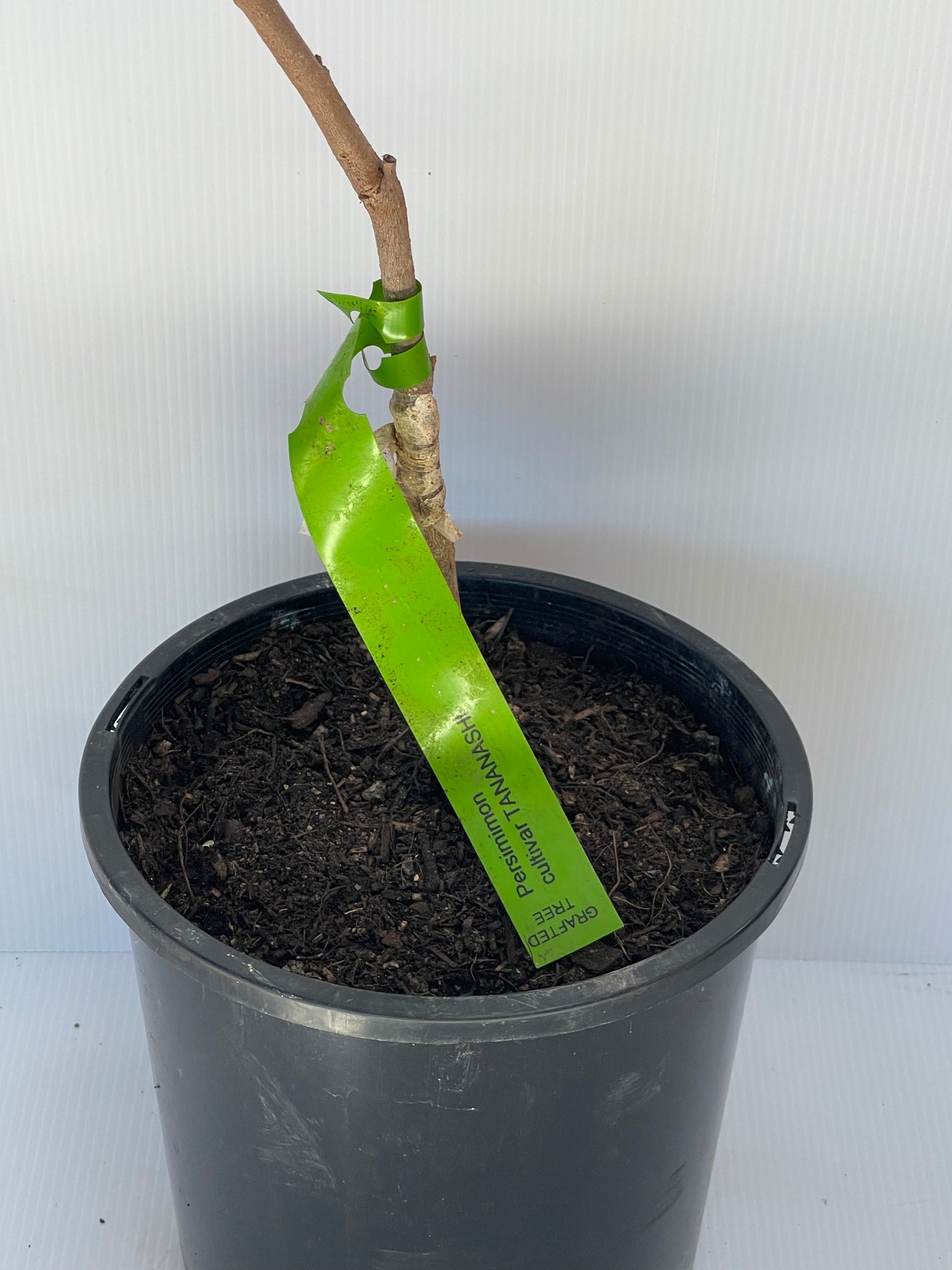 Persimmon Cultivar Tananashi