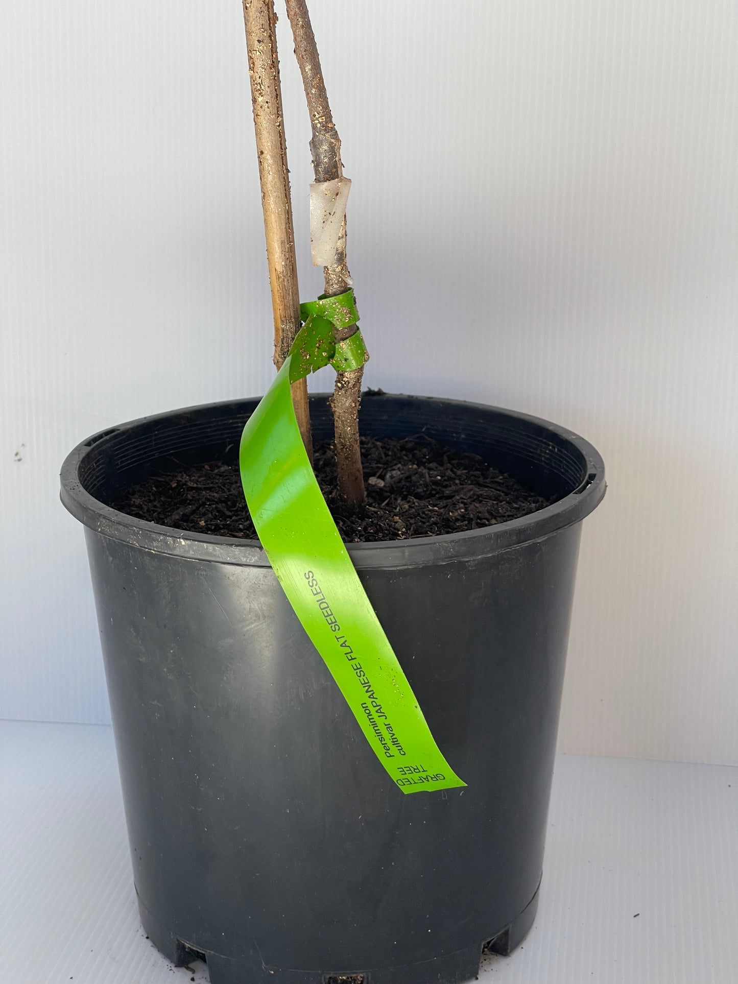 Persimmon Japanese Flat Seedless