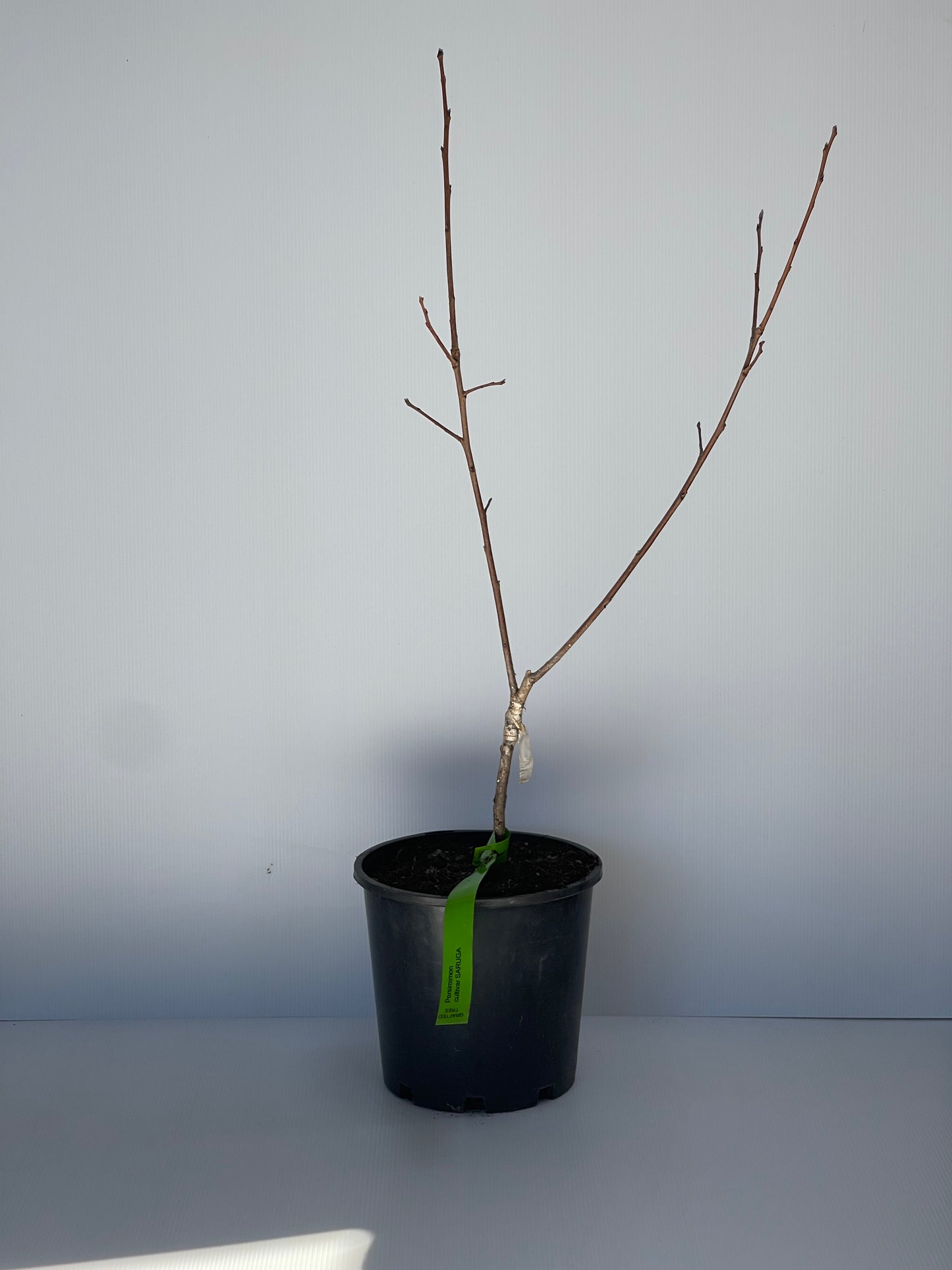 Persimmon Cultivar Saruga