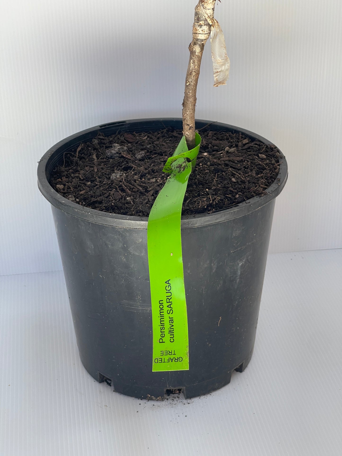 Persimmon Cultivar Saruga