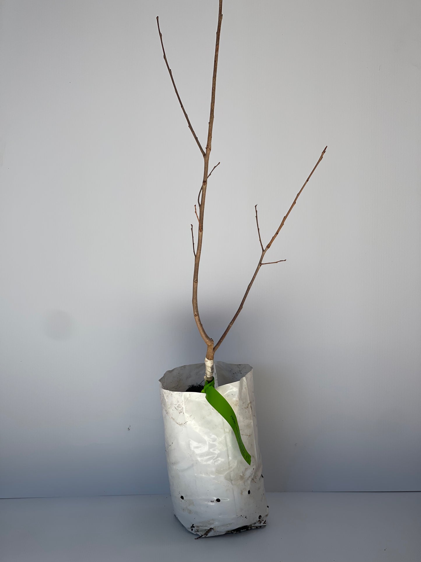 Persimmon Cultivar Striped Nightingale