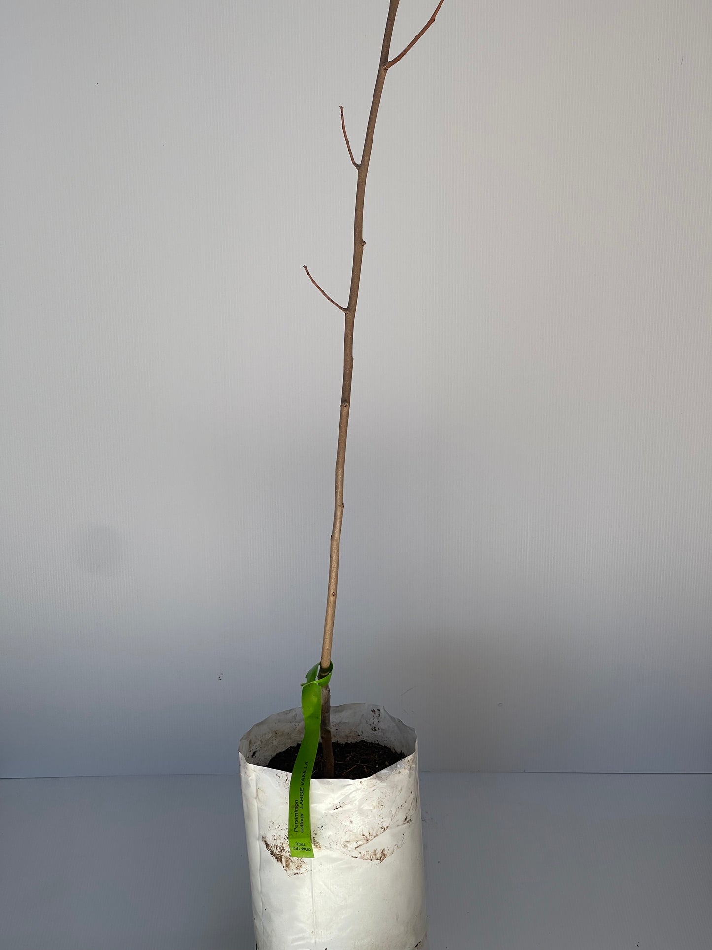 Persimmon Cultivar Large Vanilla