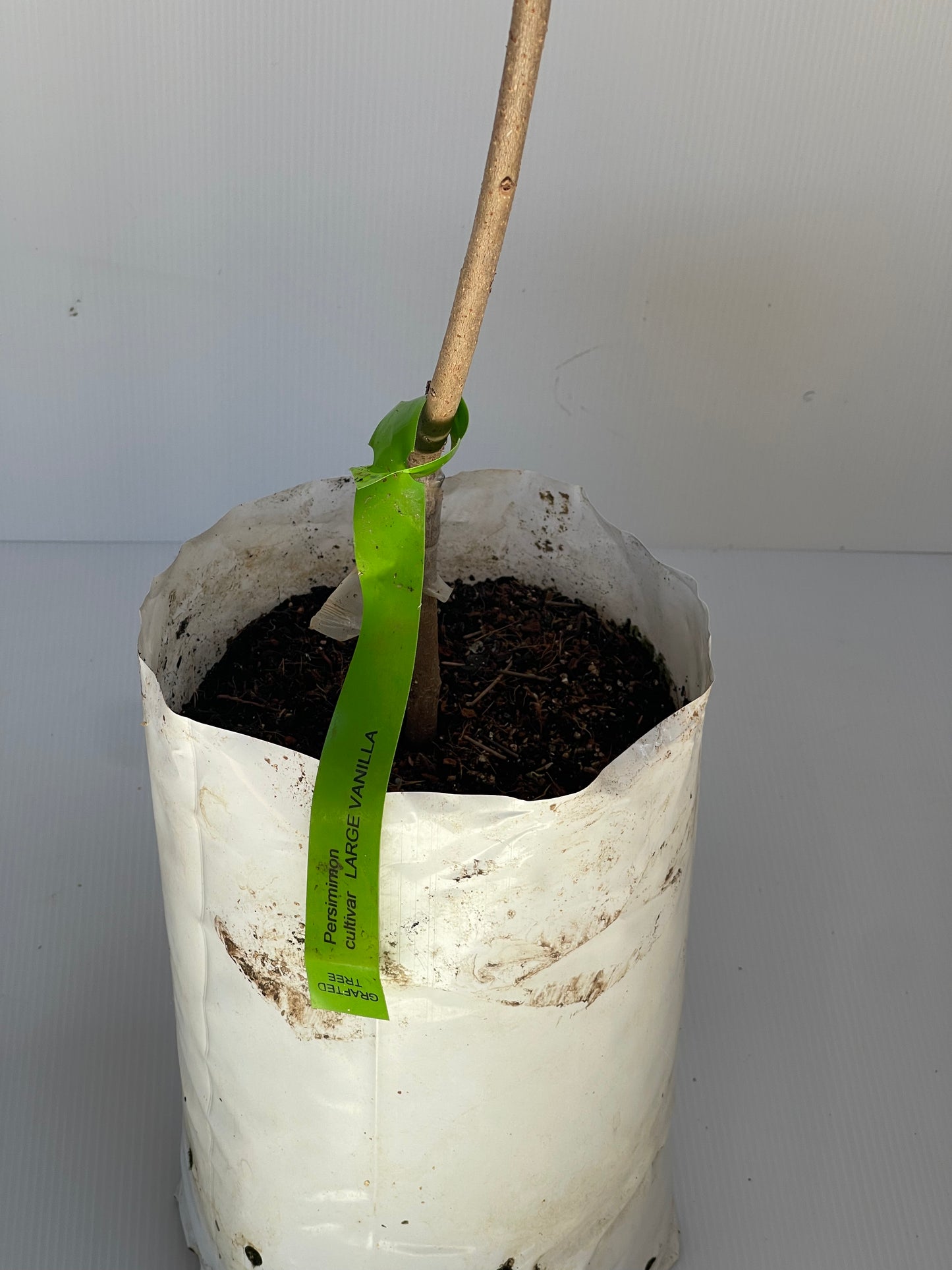 Persimmon Cultivar Large Vanilla