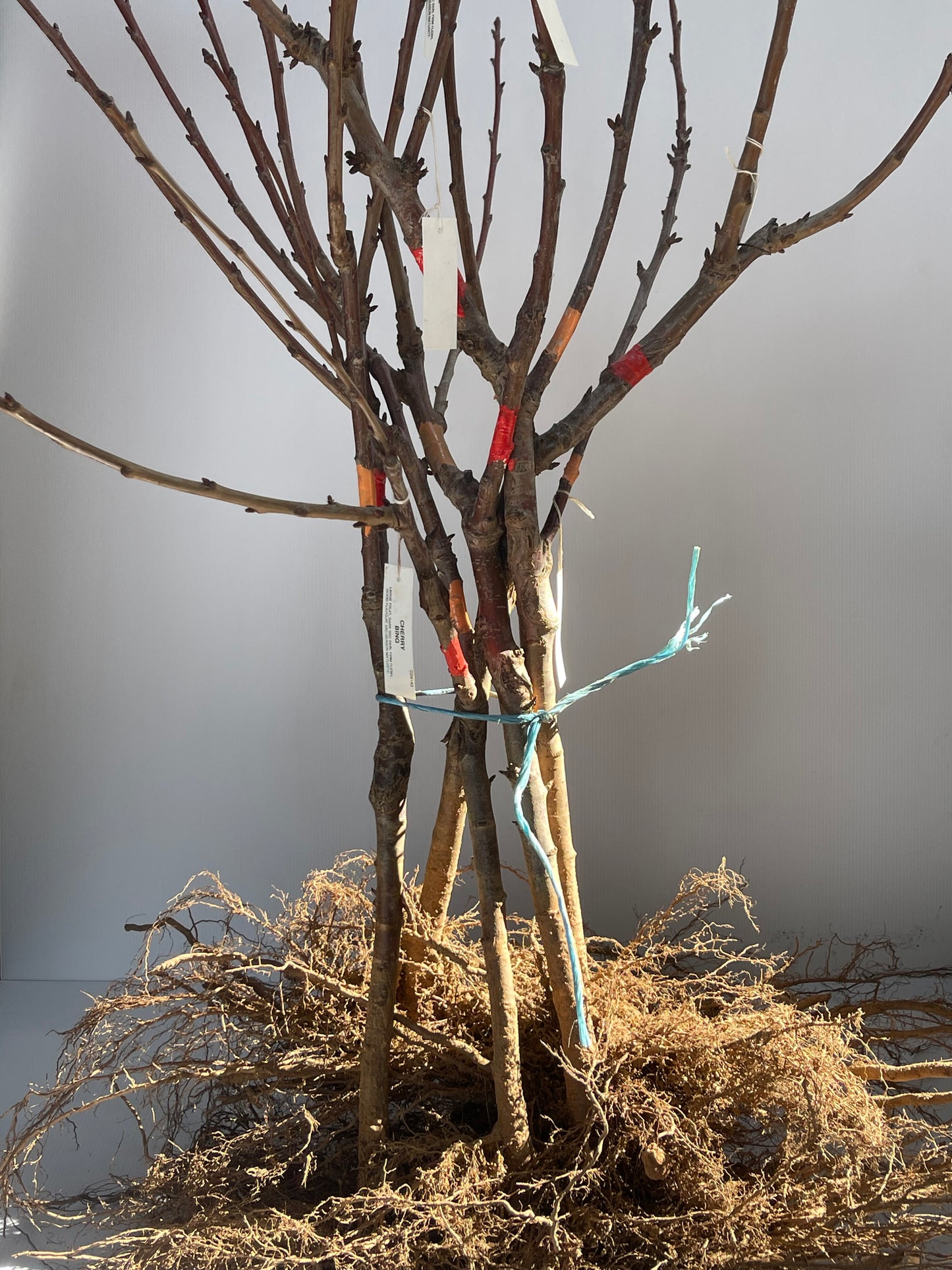 2 Way Cherry Bing and Cherry Stella Bare-Rooted Tree