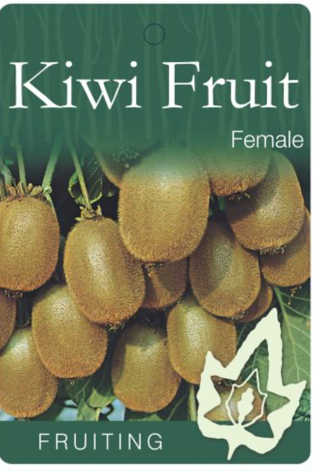 Female Kiwi Fruit Hayward (Bare-Rooted)