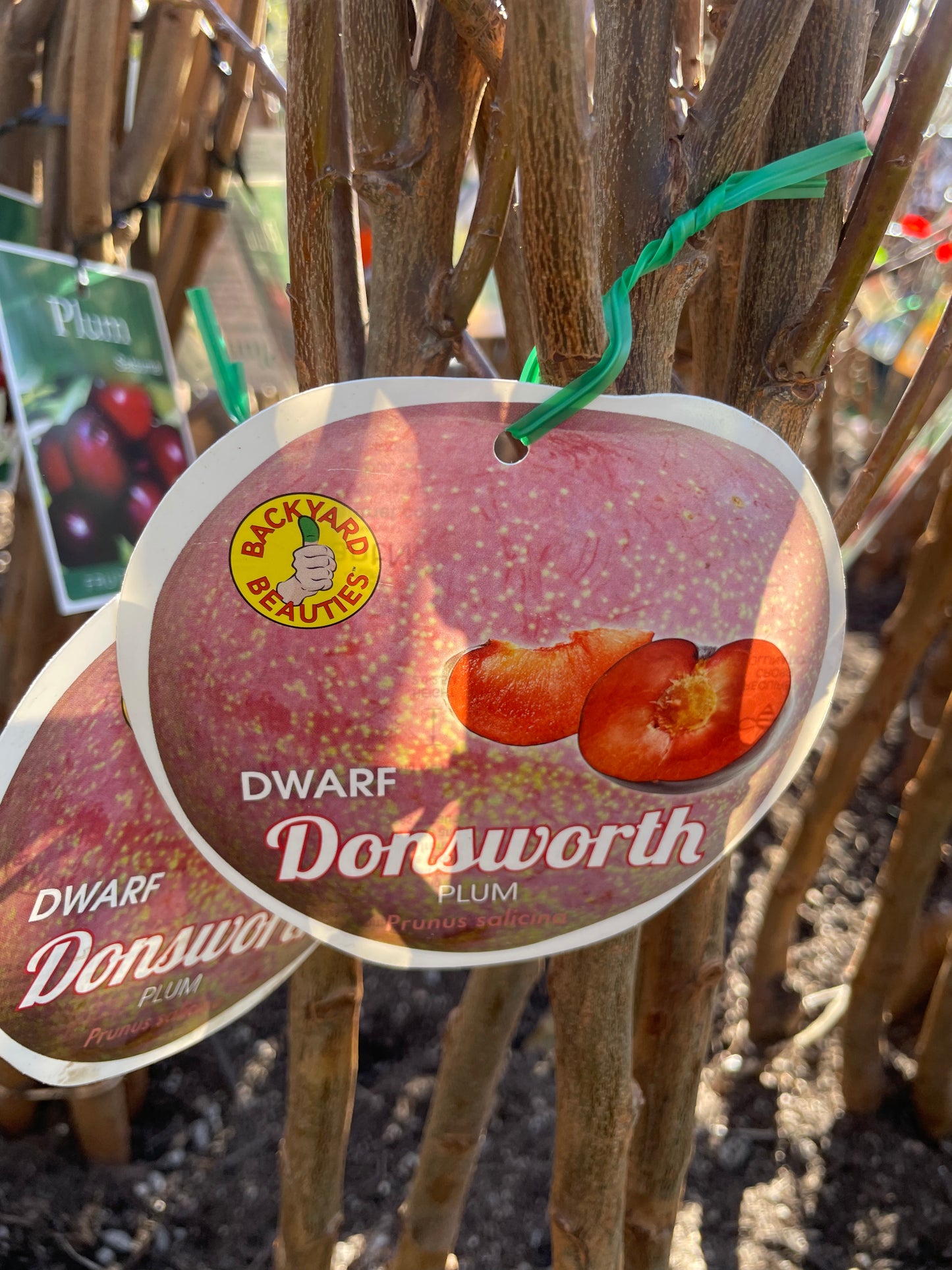 Dwarf plum Donsworth (Bare rooted)