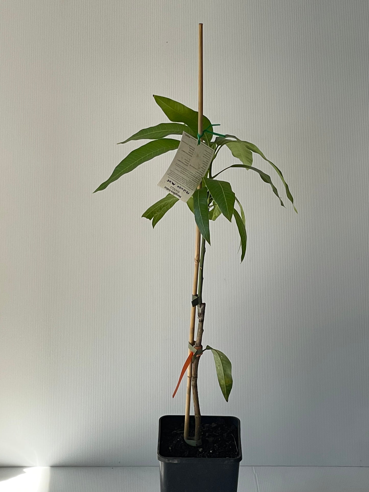 Mango Valencia pride 4L (Tropical trees)
