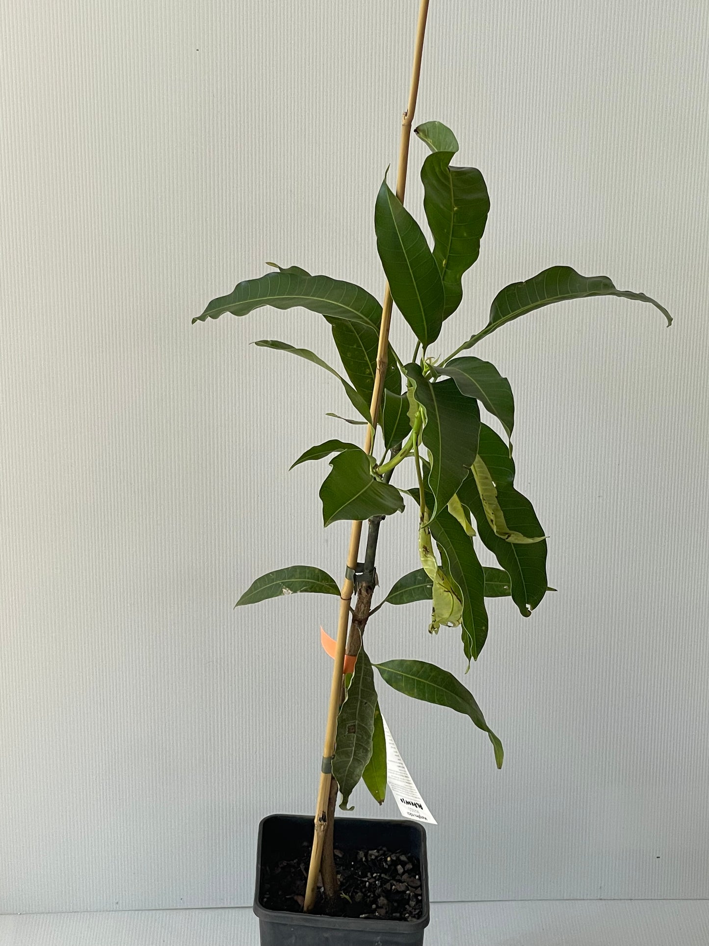 Alphonso Mango trees 4L (tropical fruit trees)