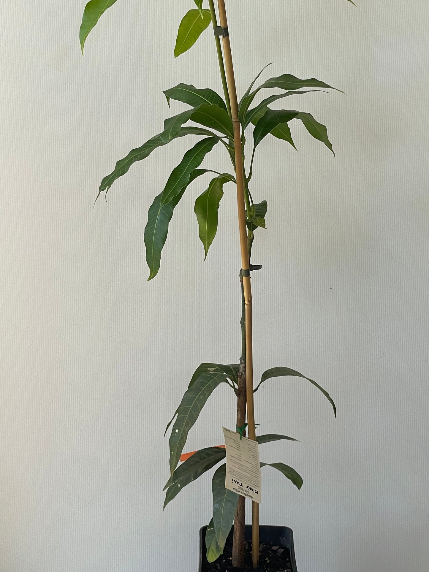 Dwarf King thai mangoes 4L (tropical trees)
