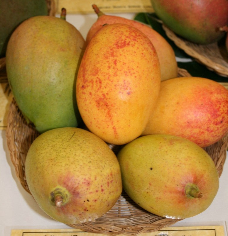 Pickering Mango 4L (Tropical trees)