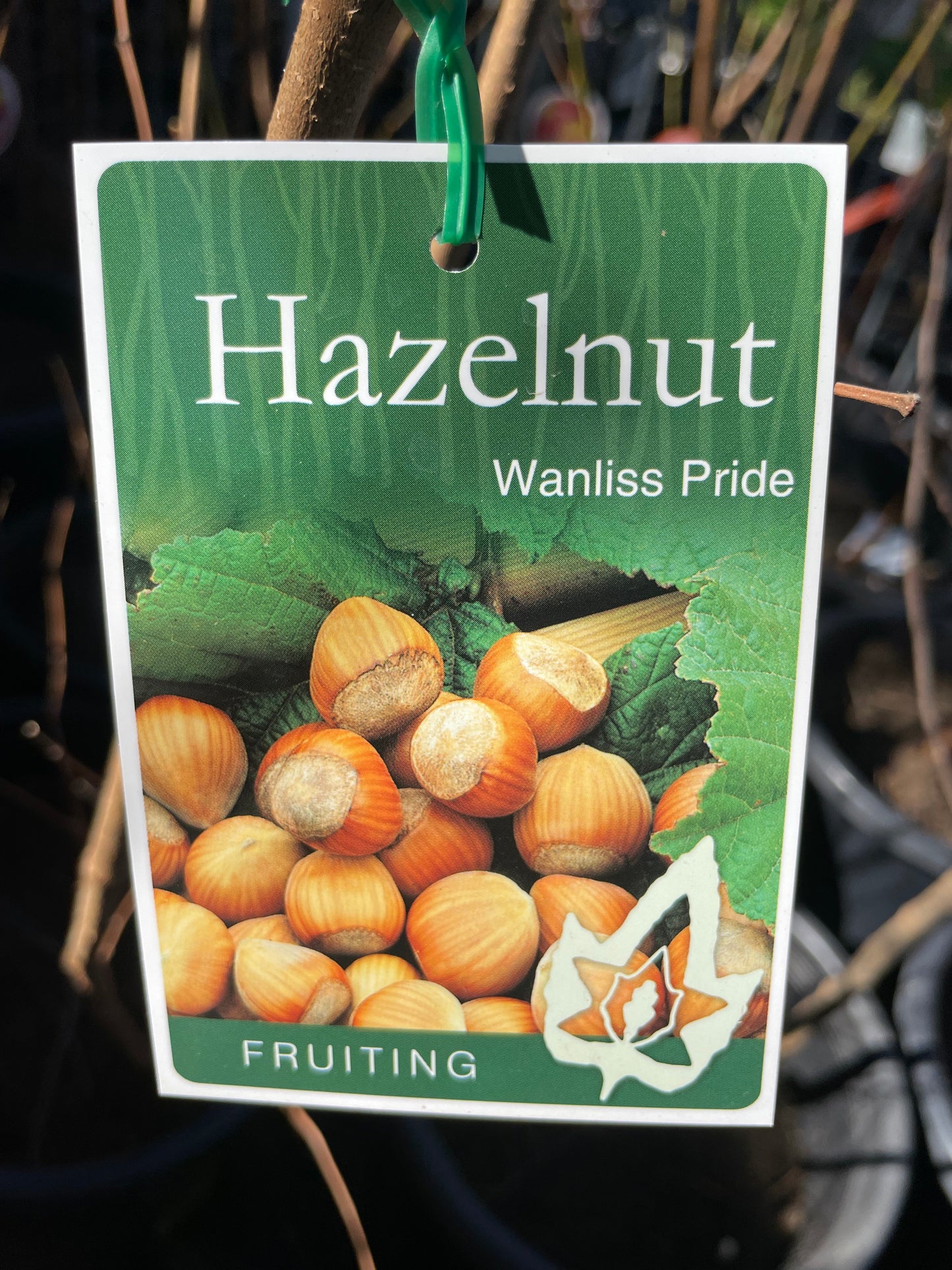 Hazelnut Walliss Pride