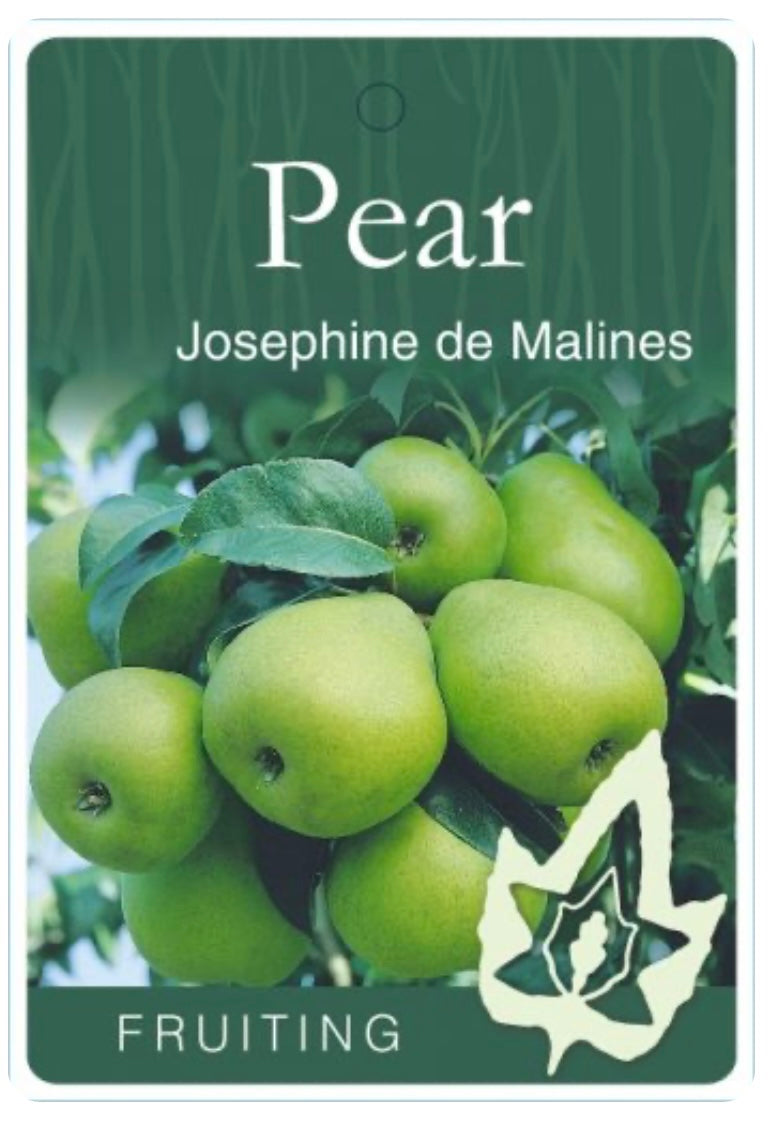 Pears Josephine De Malines (pome fruit)