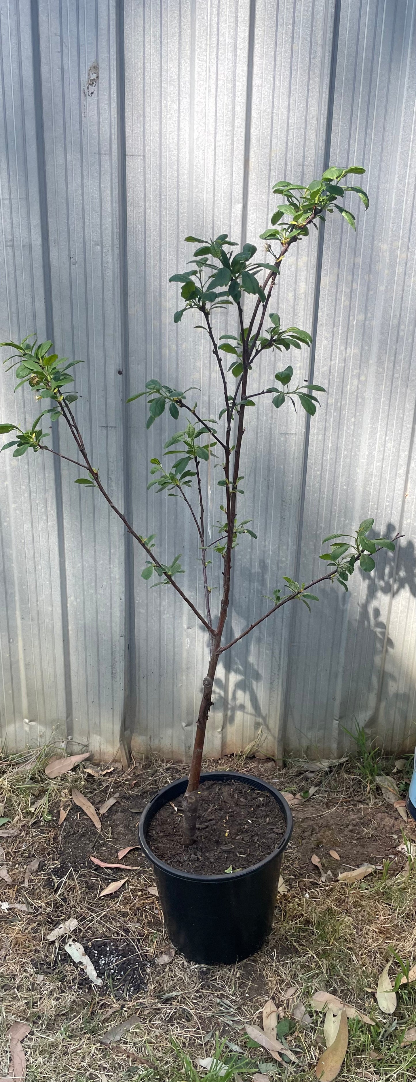Black amber plum