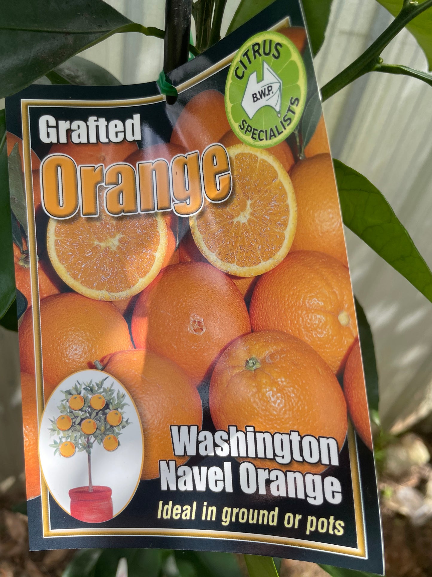 Washington Navel Oranges (citrus)